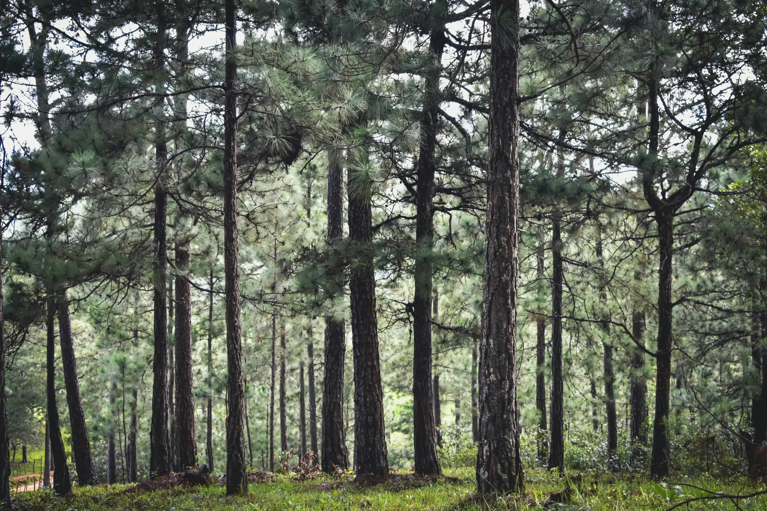A Joint Effort to Appeal Bend’s Tree Code