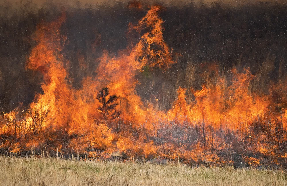 Naming Wildfires