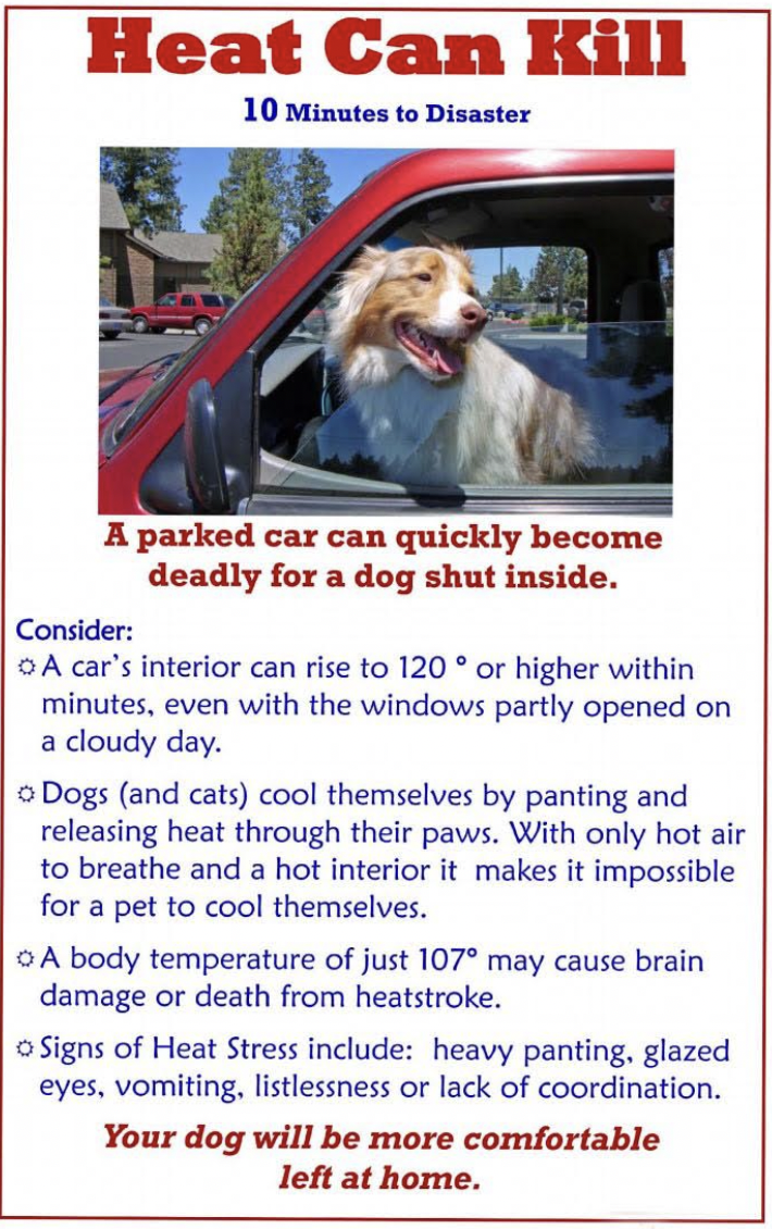 Stunning Heat Safety Precautions For Double Coated Dog Owners image