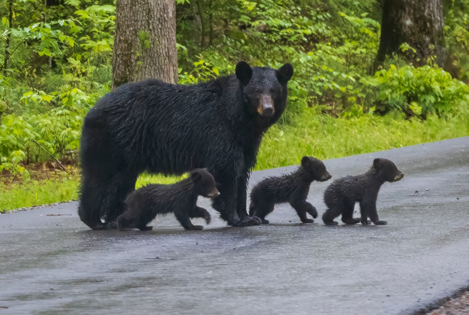 Oregon Roadside Wildlife Count Begins Oct. 17 - The Source - Bend, Oregon